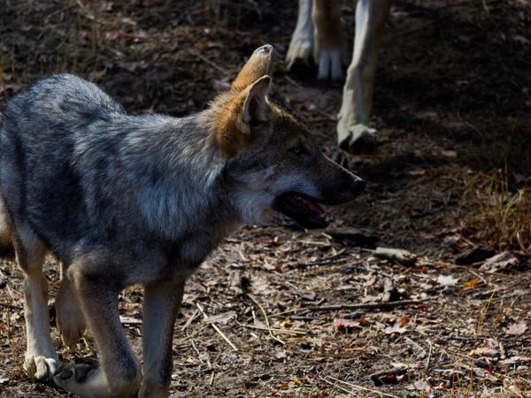 Les loups