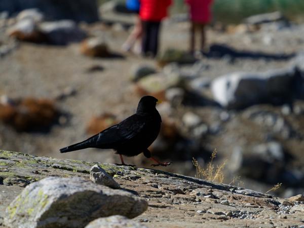 Oiseaux