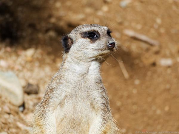 Parcs Animaliers