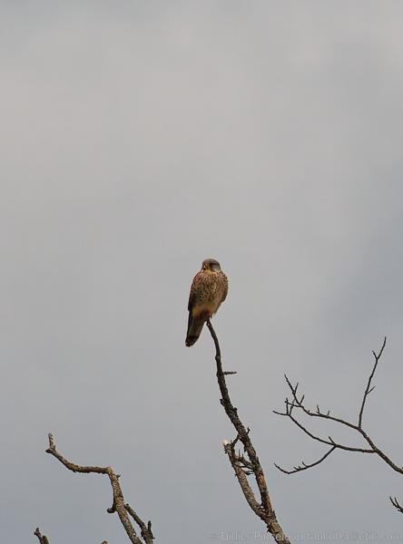 Rapaces